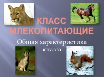 Класс млекопитающие