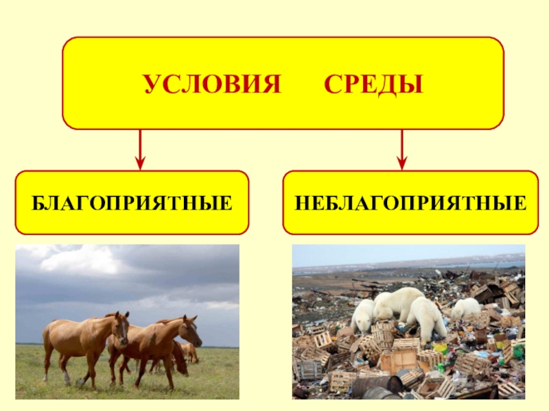 Условия жизни факторы. Условия среды благоприятные и неблагоприятные. Условия для жизни благоприятные и неблагоприятные. Благоприятные и неблагоприятные условия окружающей среды. Неблагоприятные условия жизни.