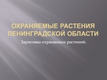 Охраняемые растения Ленинградской области