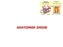 АНАТОМИЯ ЗУБОВ