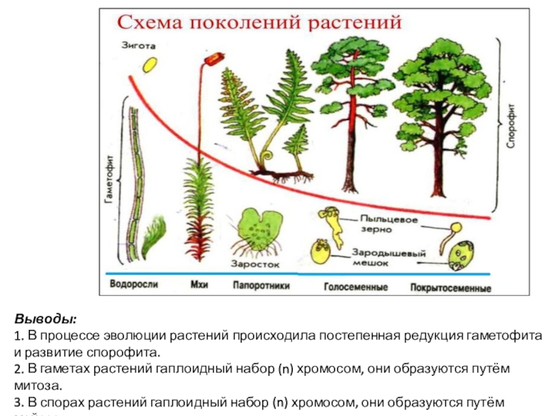 Схема эволюции растений 6 класс