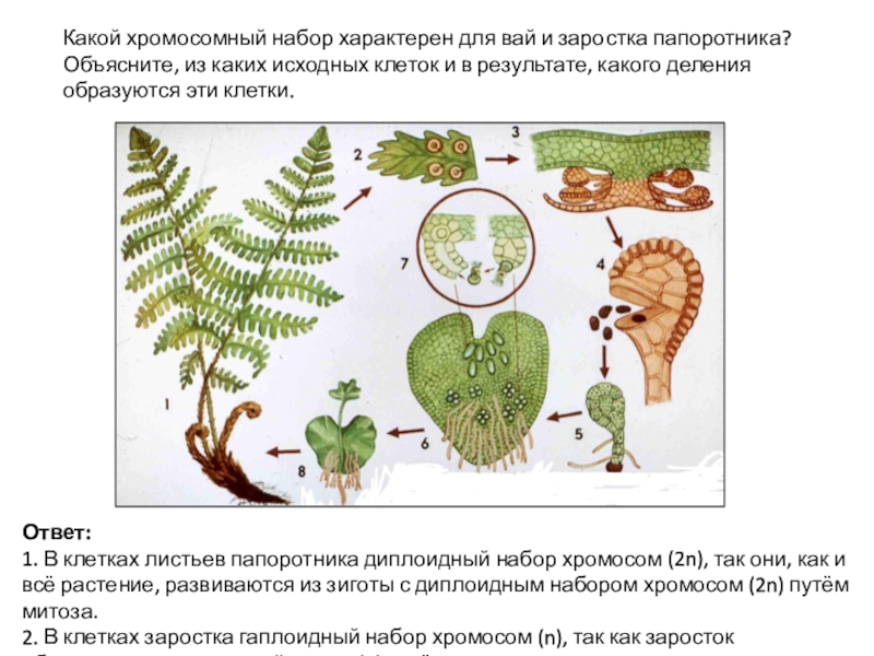 Какой хромосомный набор характерен для клеток. Заросток папоротника набор. Цикл развития папоротника с набором хромосом. Жизненный цикл папоротника с набором хромосом. Заросток папоротника цикл растений.