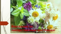 Викторина по лекарственным растениям