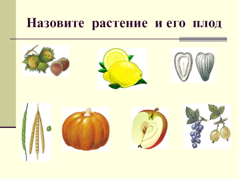 Рассмотрите изображенные на рисунке плоды растений назовите их установите соответствие между