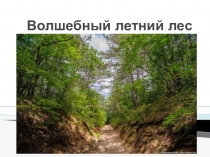Волшебный летний лес
