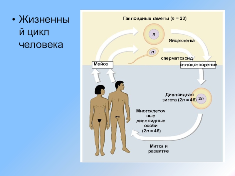 Половая система человека биология 8 класс. Жизненный цикл человека биология. Цикл размножения человека. Размножение людей. Половое размножение человека биология.