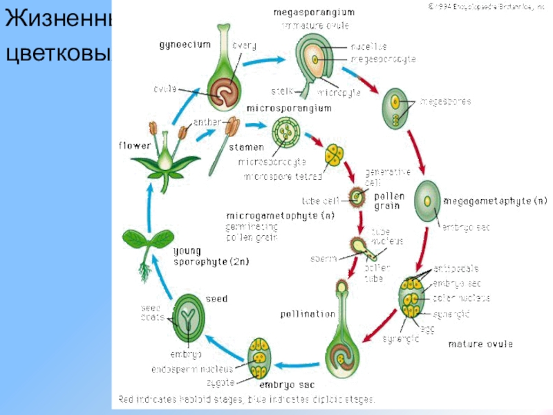 Цикл развития цветковых растений схема с описанием