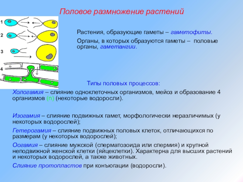 Половое размножение презентация 10 класс