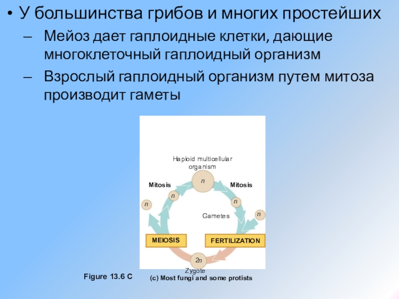 Гаплоидные клетки это. Гаплоидные клетки. Гаплоидные половые клетки. Гаплоидные гаметы. Гаплоидные клетки примеры.