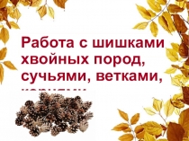 Работа с шишками хвойных пород, сучьями, ветками, корнями
