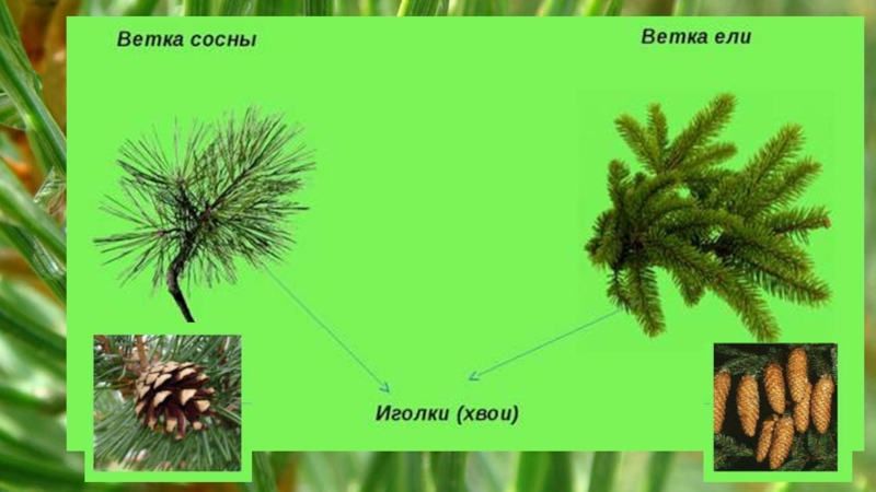 Голосеменное растение которое скидывает свою хвою осенью. Почему у ели иголки. Ель скидывает хвою. Еловые иголки падают. Почему у елки иголки.