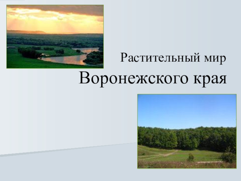 Растительный мир Воронежского края