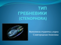 ТИП ГРЕБНЕВИКИ ( CTENOPHORA)