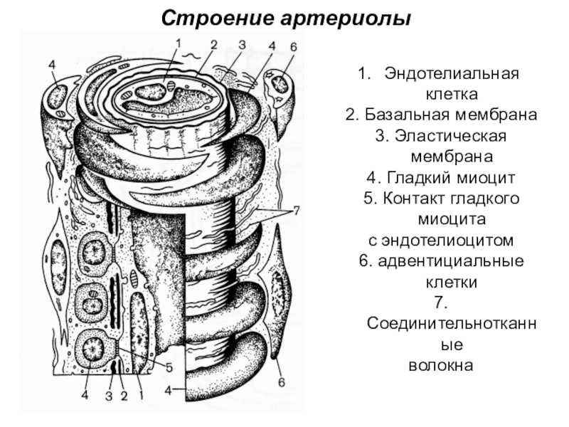 Базальная мембрана. Строение артериолы. Строение артериол. Строение стенок артериол. Артериола строение.