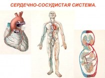 СЕРДЕЧНО-СОСУДИСТАЯ СИСТЕМА