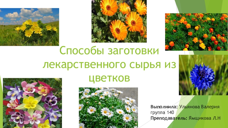 Презентация Способы заготовки лекарственного сырья из цветков