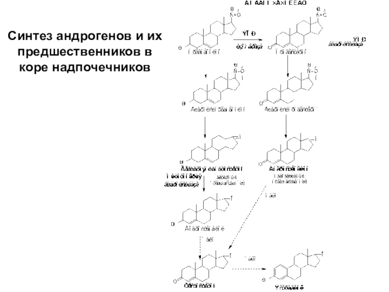 Андрогены надпочечников. Метаболизм андрогенов схема. Биосинтез андрогенов. Синтез тестостерона в коре надпочечников. Андрогены схема.