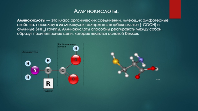 Аминокислоты имеют в молекуле. Аминокислоты. Органические аминокислоты. В молекулах аминокислот содержатся функциональные группы. Карбоксильные и аминные группы.