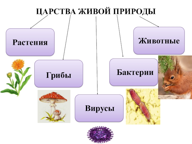 Царства живого мира схема