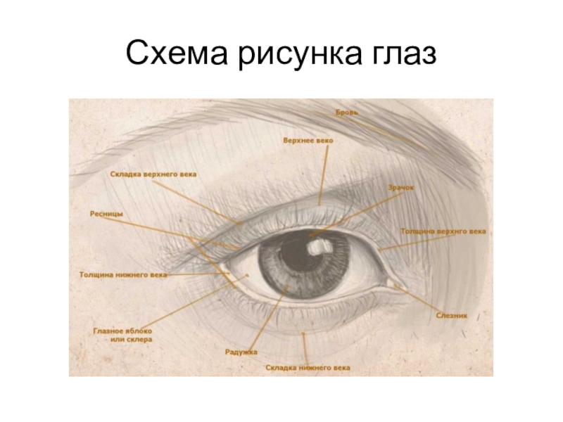 Глаз схема рисунок. Глаз из текста.