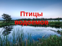 Птицы водоемов