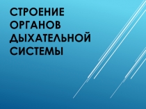 Строение органов дыхательной системы