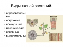 Виды тканей растений
