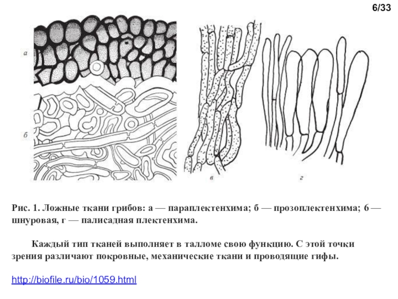 Имеют недифференцированный таллом могут иметь. Мицелиальный таллом. Ткань с грибами. Грибы ткани биология.