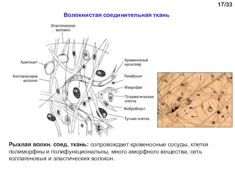 Рыхлая волокнистая ткань рисунок