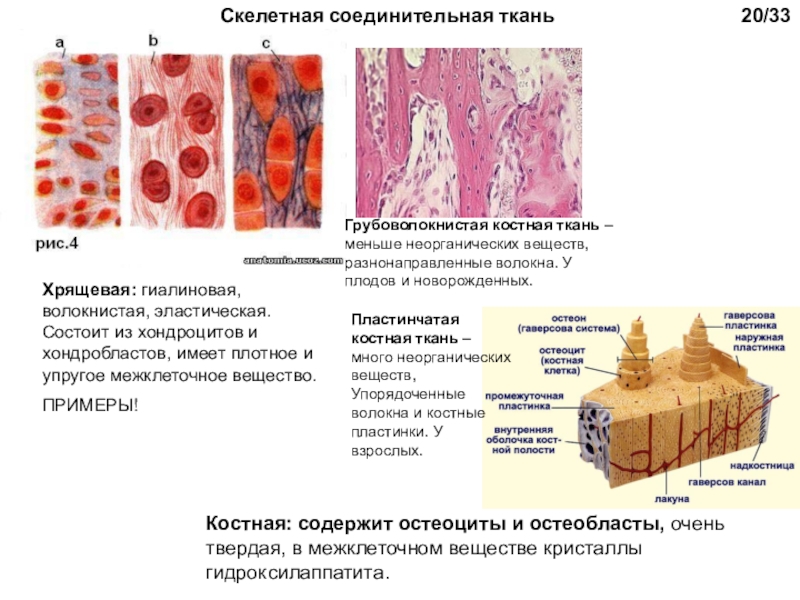 Ткань является веществом. Костная ткань соединительная ткань. Скелетные (хрящевая и костная) соединительные ткани.. Скелетная соединительная ткань хрящевая. Костная соединительная ткань функции.