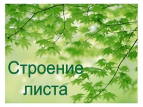 Строение
листа