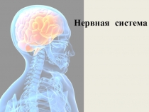 Нервная система