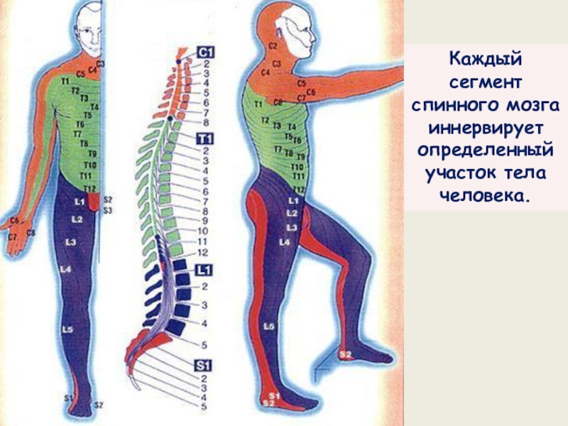 Схема нервных окончаний человека от позвоночника до ног