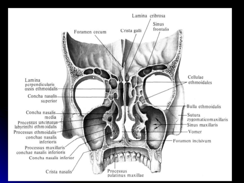 Полость на латыни. Скелет полости носа и глазниц вид сзади. Concha Nasalis Superior на решетчатой кости. Носовая полость анатомия череп. Скелет полости носа Синельников.