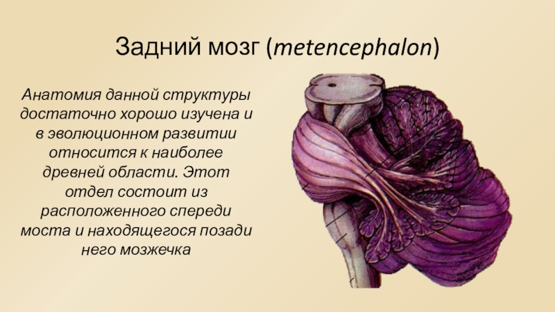 Особенности заднего мозга. Задний мозг строение анатомия. Задний мозг мост анатомия. Задний мозг, Metencephalon. Внешнее и внутреннее строение заднего мозга.