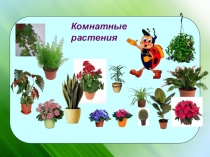Комнатные растения