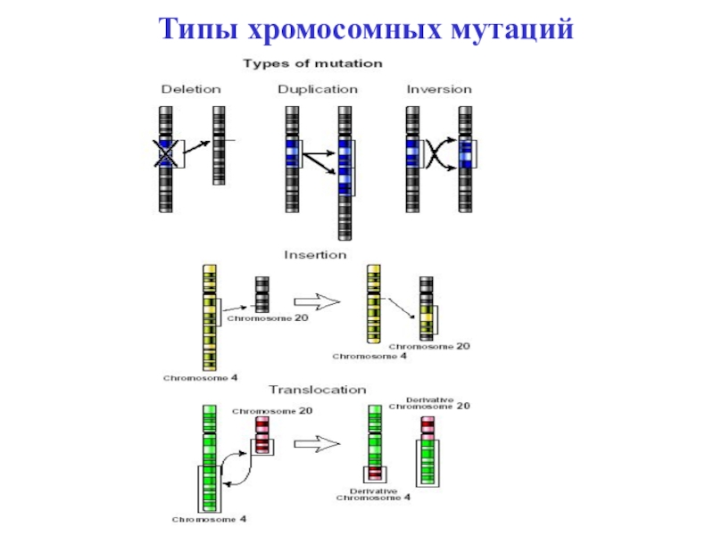 Какие виды хромосомных мутаций изображены на рисунке