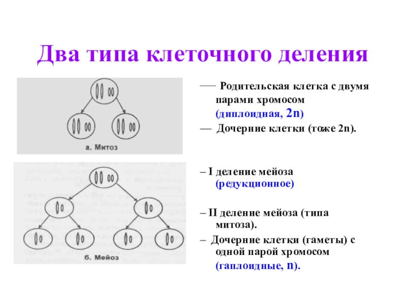 Деление диплоидной клетки мейозом. Диплоидная родительская клетка. Мейоз два вида деления. Мейоз как цитологическая основа образования гамет. Схема мейоза клетки с двумя парами хромосом.