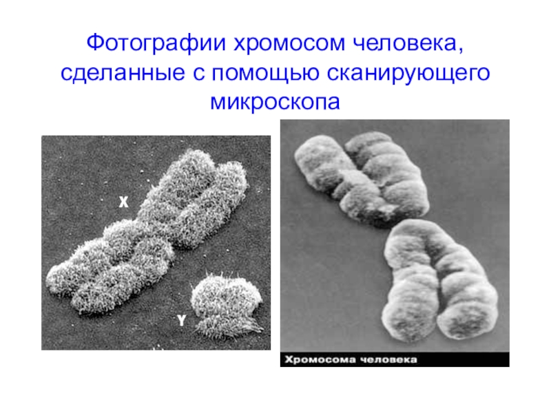 Половые хромосомы фото