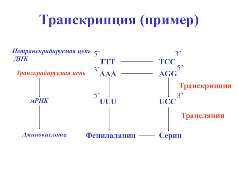 Смысловая цепь молекулы днк. Матричная транскрибируемая цепь ДНК. Транскрибируемая цепь ДНК это. Транскрипция примеры. Смысловая и транскрибируемая цепь.