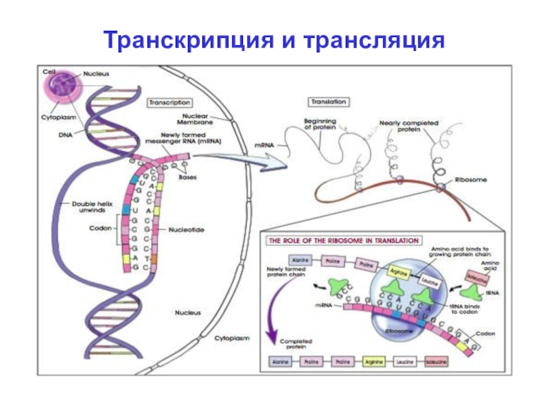 Каким номером на рисунке обозначен продукт транскрипции