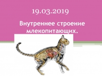 Внутреннее строение млекопитающих