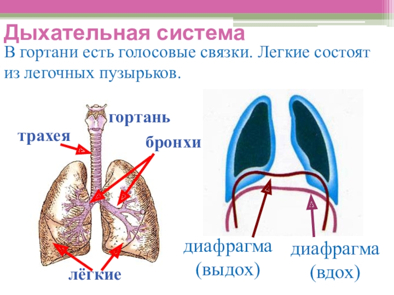 Дыхательная система млекопитающих картинка