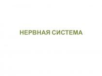 НЕРВНАЯ СИСТЕМА