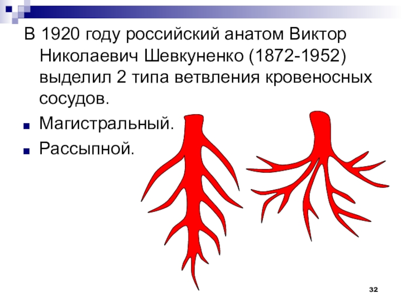 В легких имеются разветвления кровеносных сосудов. Типы ветвления кровеносных сосудов. Рассыпной Тип ветвления артерий. Закономерности ветвления артерий. Магистральный Тип ветвления артерий.