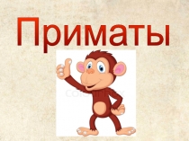 Приматы