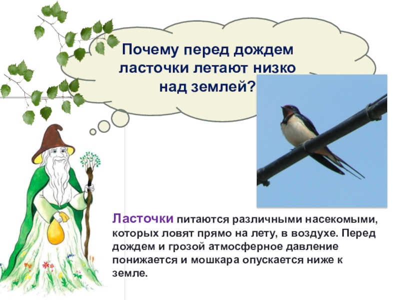 Низко над. Почему перед дождём ласточки летают низко над землёй. Почему ласточки летают низко. Почему ласточки летают перед дождем. Ласточки летают низко над землей.