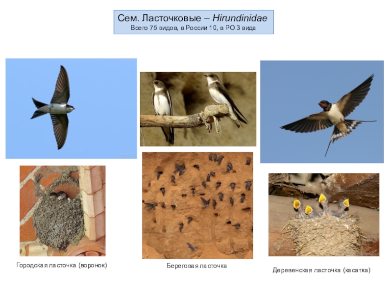 На серии фотографий изображена городская ласточка в разные моменты времени какое общее свойство