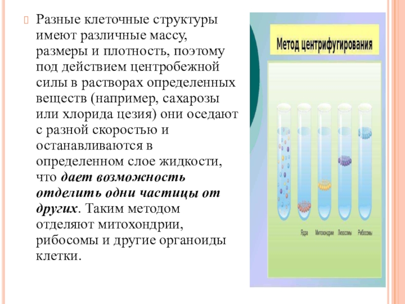 Жидкость обладает. Методы биологических исследований Разделение клеточных структур. Процесс увеличения размеров и массы клеток. Текст клеточные структуры. Образование хлорида цезия.