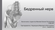 Бедренный нерв